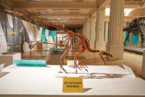 A Dino that could bite at the Birmingham Museum and Gallery