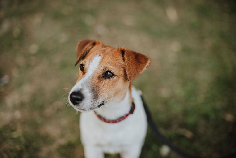 Jack Russell Terrier