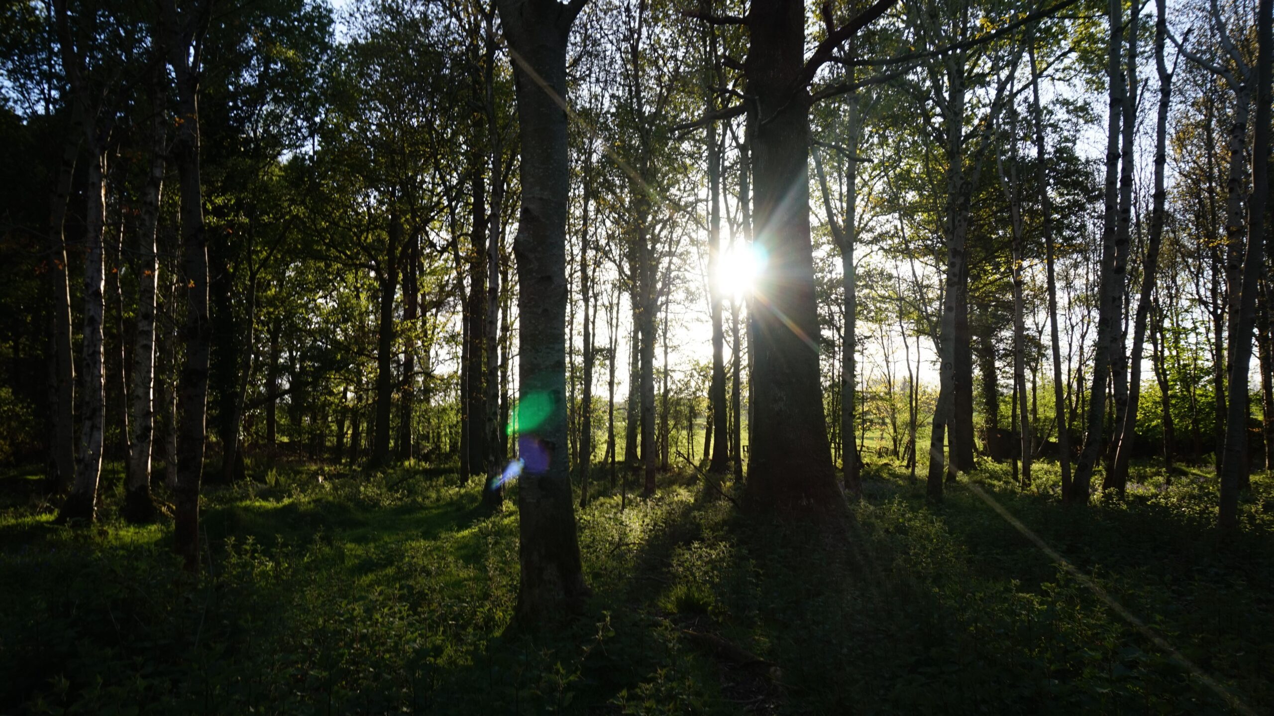 Tree trunks with the sun peaking through